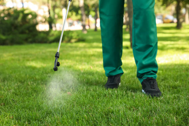 Best Termite Control Services  in Rancho Santa Margarita, CA