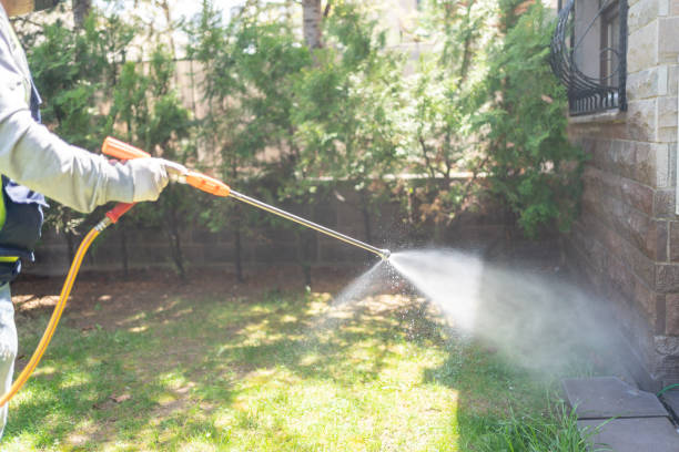 Best Flea Control Services  in Rancho Santa Margarita, CA