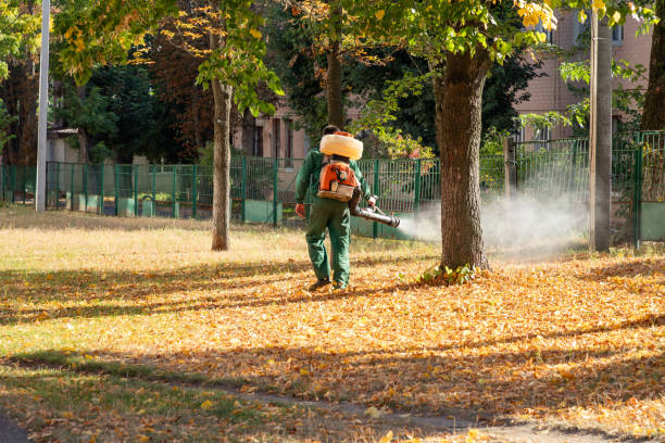 Professional Pest Control in Rancho Santa Margarita, CA