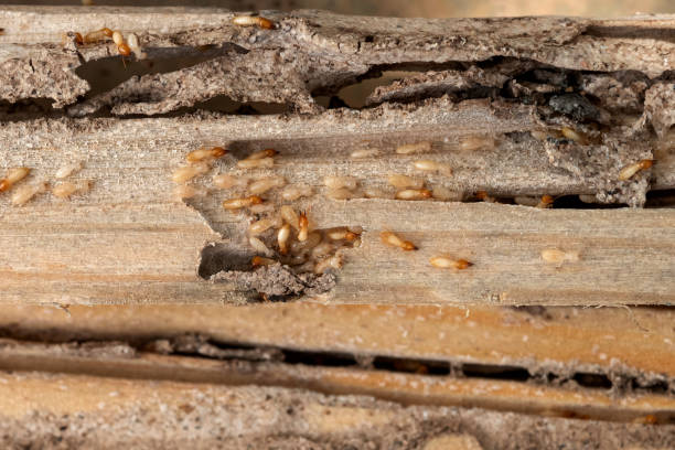 Best Residential Pest Control  in Rancho Santa Margarita, CA