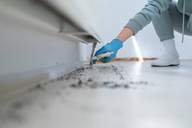 Best Pest Removal Services  in Rancho Santa Margarita, CA